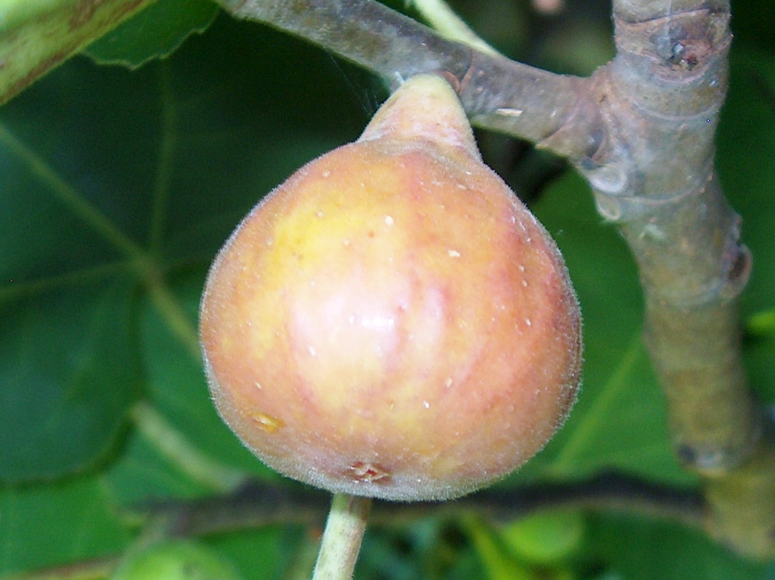 Roots, Shoots, Fruits & Flowers: Brown Rot, Tree ID, Fig Planting, & Southern Blight